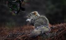 黄山松鼠的简介-黄山松鼠的饲养环境
