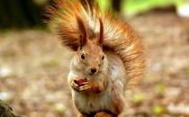 黄山松鼠怎么养？黄山松鼠的形态特征