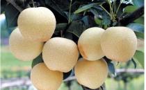 经常吸烟吃什么能护肺