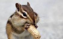 金花鼠的简介-金花鼠的生长环境