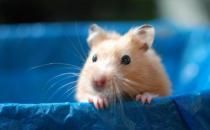 金丝熊怎么养？金丝熊的饲养要点