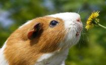 葵鼠怎么养？葵鼠的价格