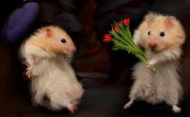 老公公仓鼠喂养要点-老公公仓鼠怎么养？