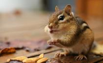 栗鼠的简介-栗鼠的生活习性