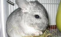 龙猫怎么养？龙猫的特点