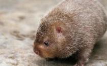 芒鼠的简介-芒鼠的价值