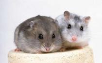 毛丝鼠的简介-毛丝鼠怎么养？