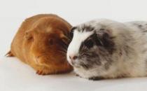 秘鲁缎毛天竺鼠怎么养？秘鲁缎毛天竺鼠生活环境