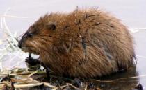 麝香鼠的性别区分-麝香鼠的价值