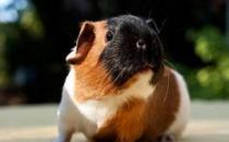 天竺鼠怎么养？天竺鼠的形态特征