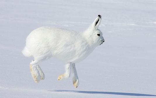 北极兔怎么养？北极兔是怎么生存的？