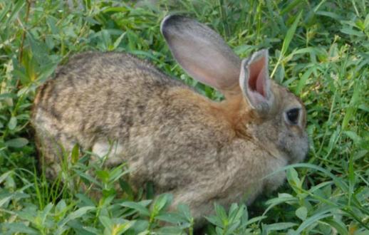 比利时兔的简介-比利时兔的生活环境-360常识