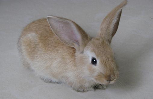 标准金吉拉兔的简介-标准金吉拉兔怎么养？