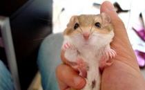 通心粉鼠的价格-通心粉鼠的外貌特征