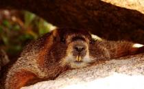 土拨鼠怎么养？土拨鼠的品种