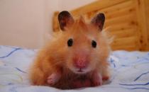 西施熊的特征-西施熊的简介