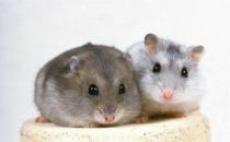 一线仓鼠的简介-一线仓鼠的形态特征