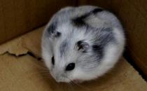 一线仓鼠怎么养？一线仓鼠的喂食要点