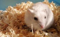 银狐仓鼠的简介-银狐仓鼠的健康标准