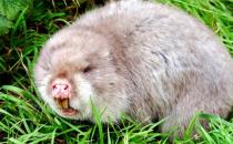 竹鼠怎么养？竹鼠的价值