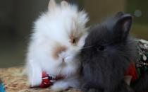 安哥拉兔的简介-安哥拉兔怎么养？