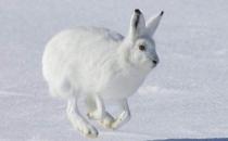北极兔的简介-北极兔是什么？