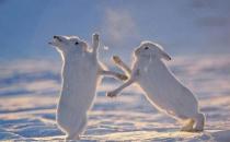 北极兔的产地-北极兔的生存技能介绍
