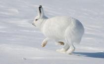 北极野兔的繁殖能力-北极兔的护理