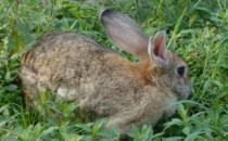 比利时兔的简介-比利时兔的生活环境