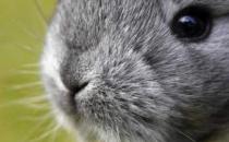 标准金吉拉兔的产地-标准金吉拉兔的价格