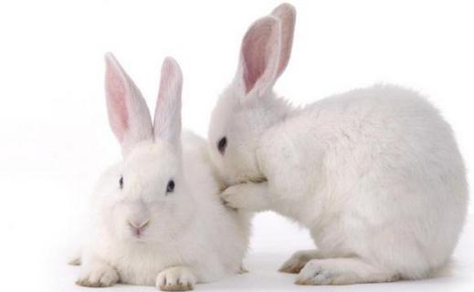 大耳白兔的产地-大耳白兔的价格