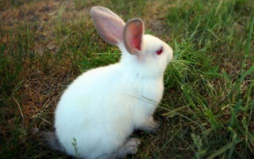 佛州白兔的生活环境-佛州白兔的护理