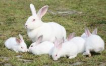 大耳白兔是什么？大耳白兔怎么养？