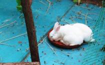 多瓦夫兔的简介-多瓦夫兔怎么养？