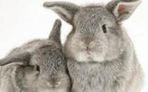 多瓦夫兔的产地-多瓦夫兔的价格