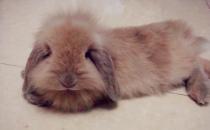 法国垂耳兔的产地-法国垂耳兔怎么养？