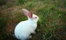 佛州大白兔的生活环境-佛州大白兔的形态