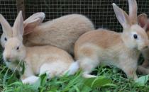 福建黄兔的生存环境-福建黄兔的外观特征