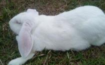 公羊兔是什么？公羊兔怎么护理？