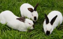 公羊兔怎么养？公羊兔的产地是哪里？