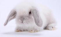 公主兔形态特征是怎样的？