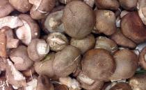 卵巢早衰有四种表现 7种食物预防卵巢衰老