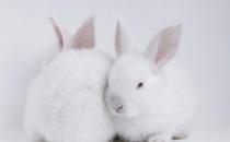 哈尔滨大白兔怎么养？哈白兔的养殖方法