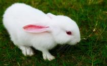 哈尔滨大白兔的护理方法及养护要点