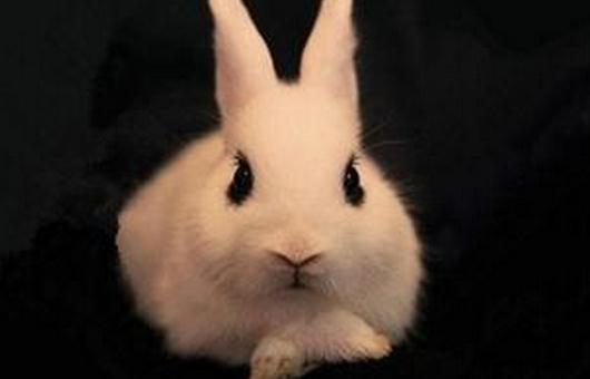 海棠兔的简介-海棠兔是什么兔子？