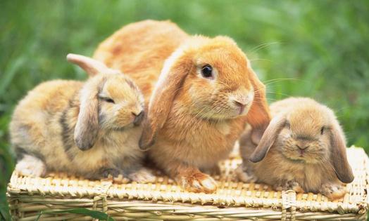 荷兰垂耳兔的价格-荷兰垂耳兔多少钱能买到？