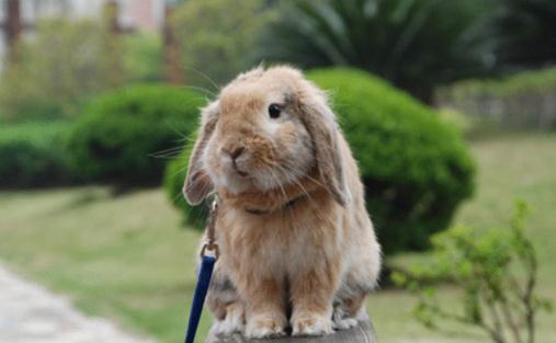 荷兰垂耳兔是什么品种？荷兰垂耳兔的简介
