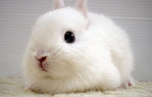 荷兰兔的简介-荷兰兔是什么品种？
