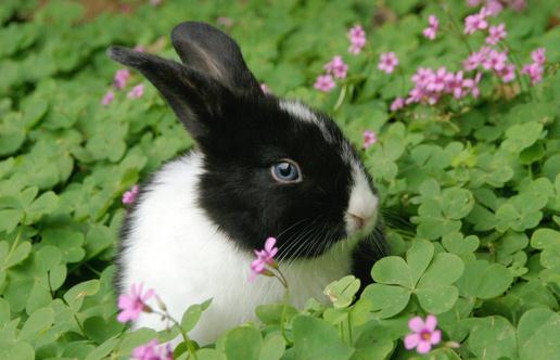 荷兰兔的价格-荷兰兔多少钱能买到？