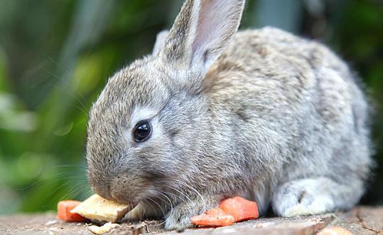 荷兰侏儒兔是怎样的?荷兰侏儒兔的简介-360常识网